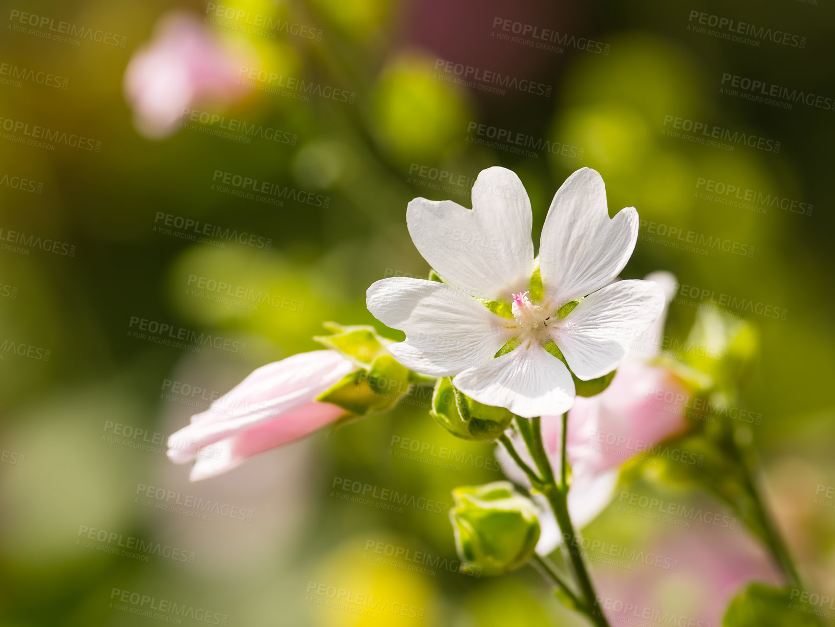 Buy stock photo A series of beautiful garden photos