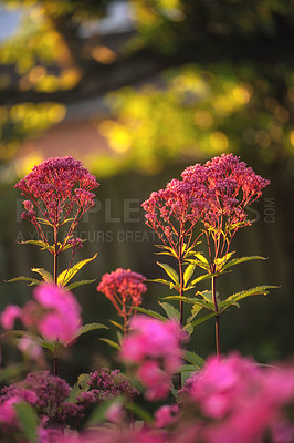 Buy stock photo A series of beautiful garden photos