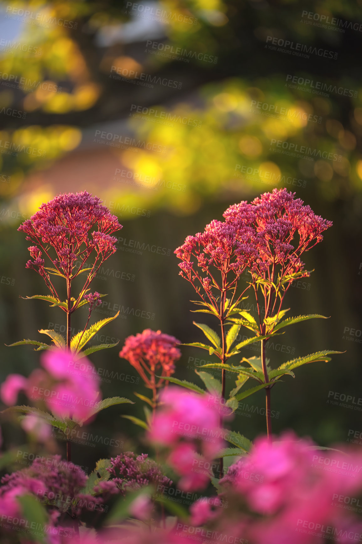 Buy stock photo A series of beautiful garden photos