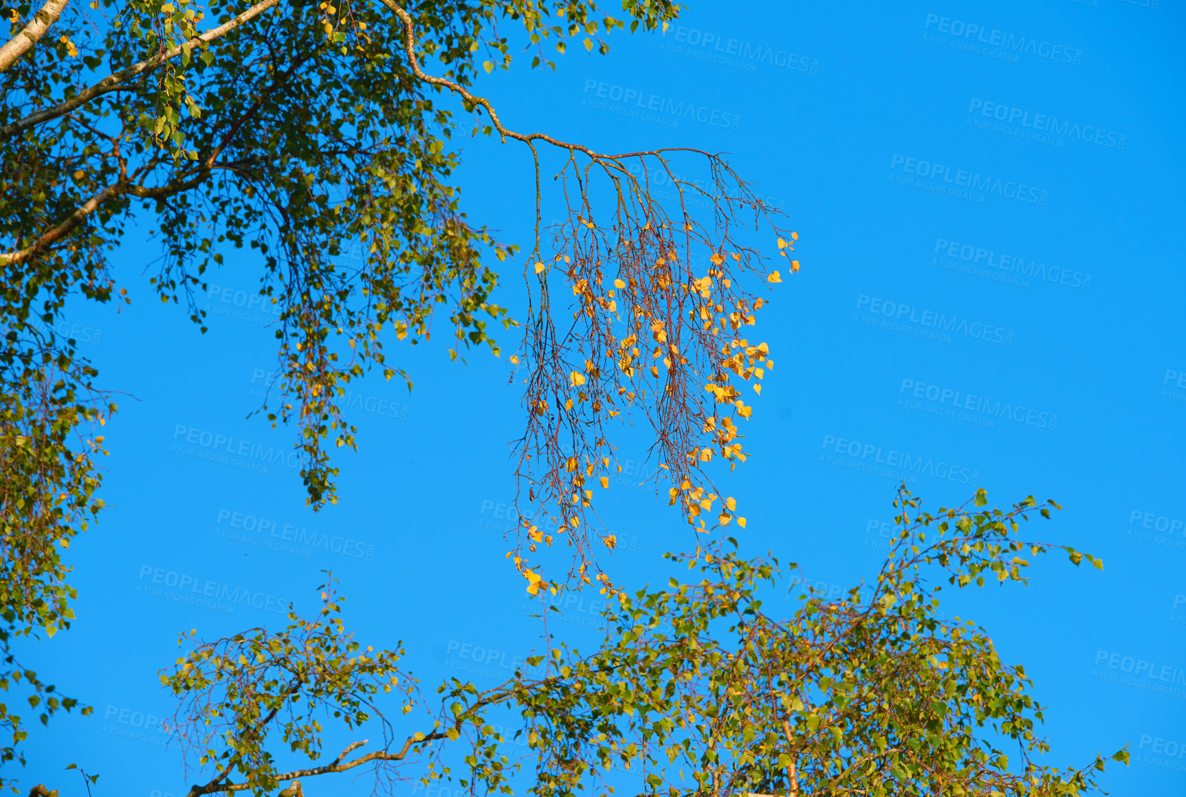 Buy stock photo A series of beautiful garden photos