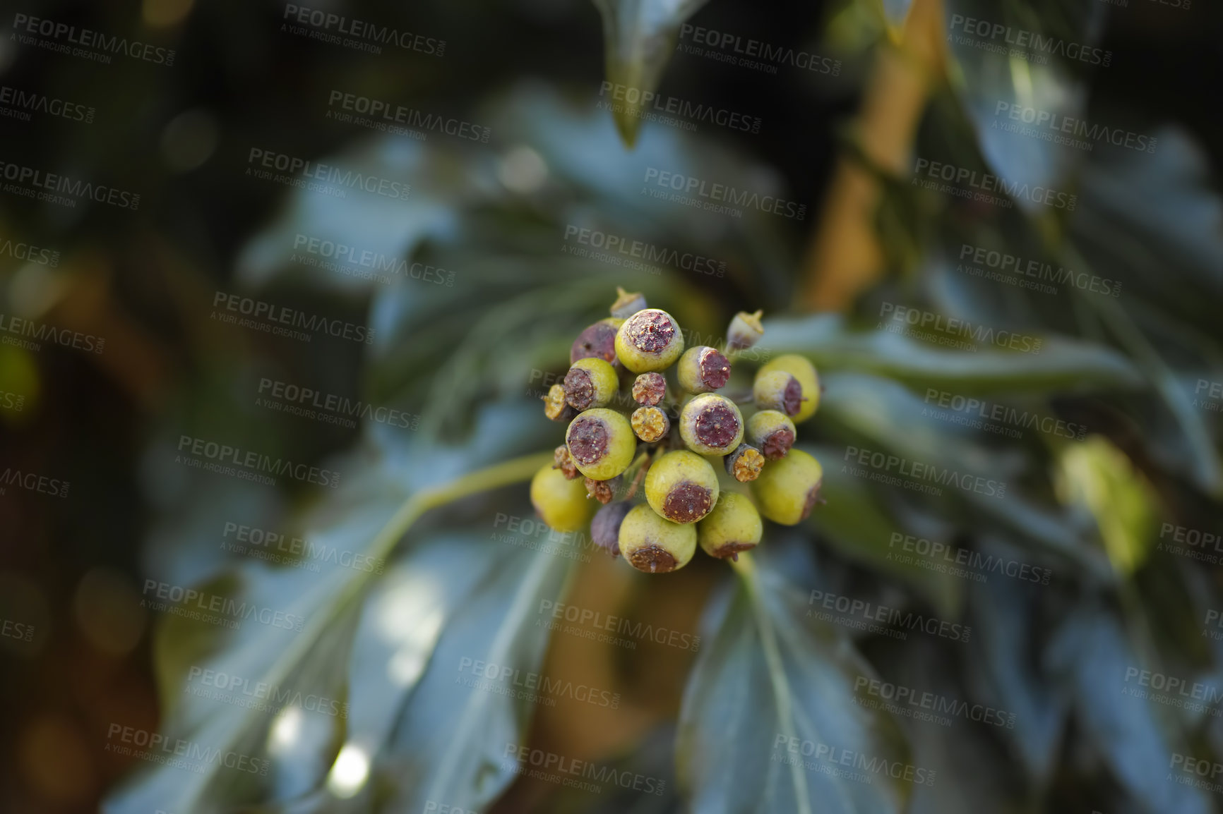 Buy stock photo A series of beautiful garden photos