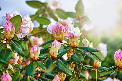 Buy stock photo A series of beautiful garden photos