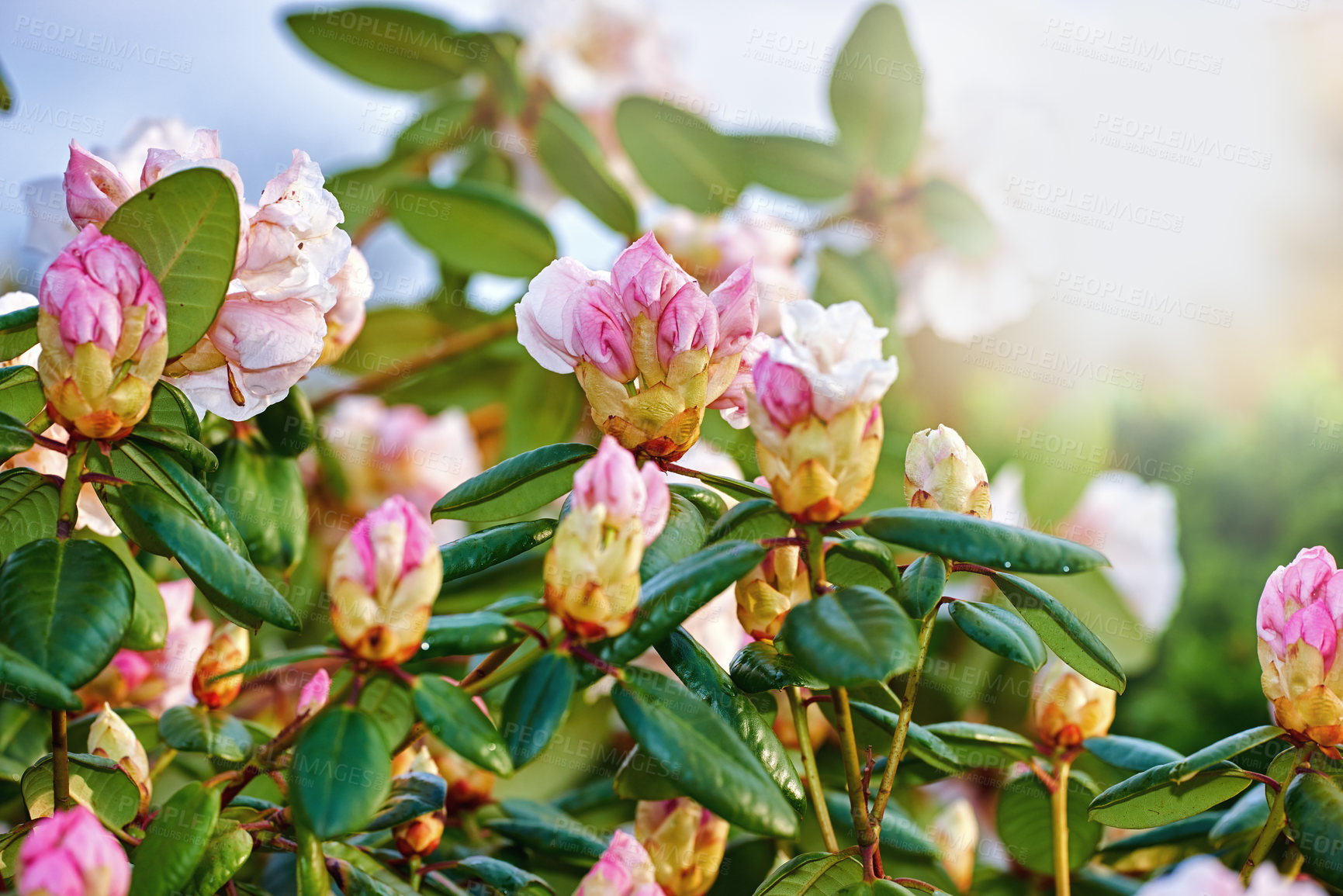 Buy stock photo A series of beautiful garden photos