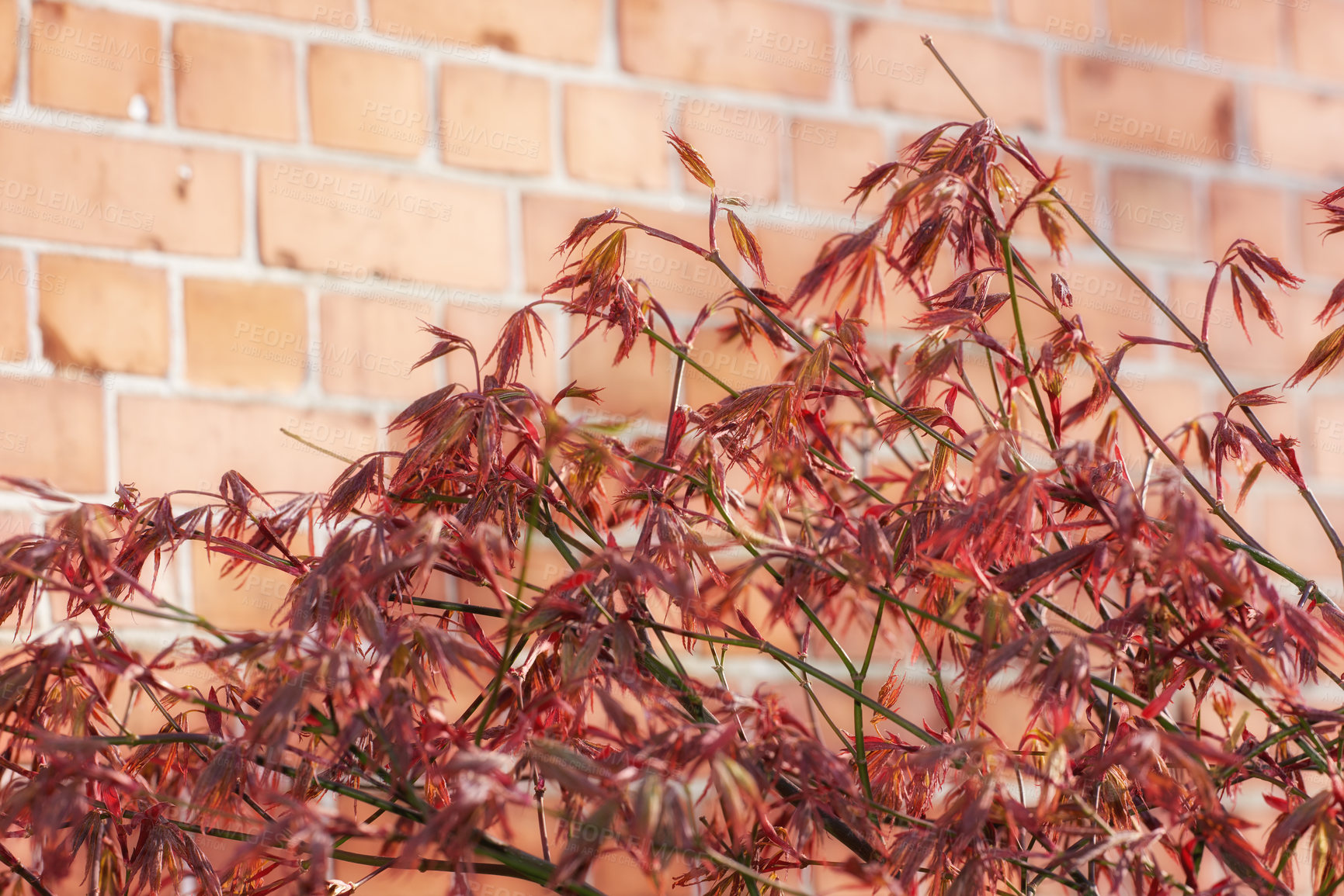 Buy stock photo A series of beautiful garden photos