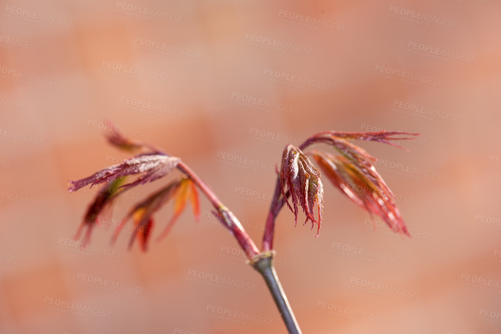 Buy stock photo A series of beautiful garden photos