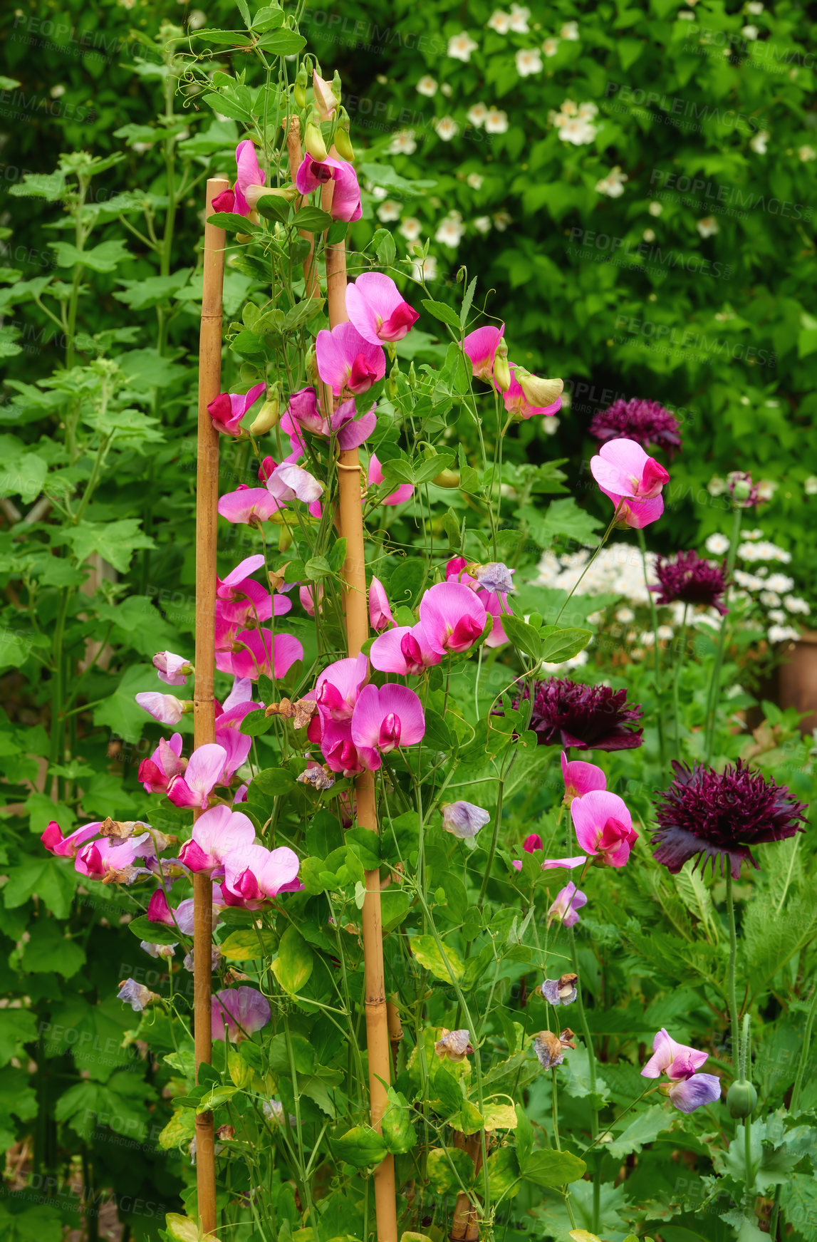 Buy stock photo A series of beautiful garden photos