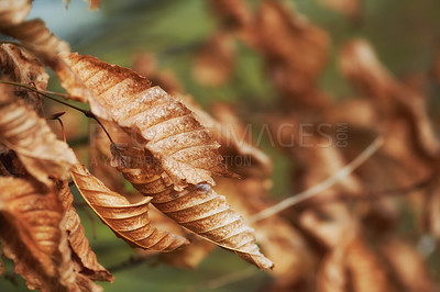 Buy stock photo A series of beautiful garden photos