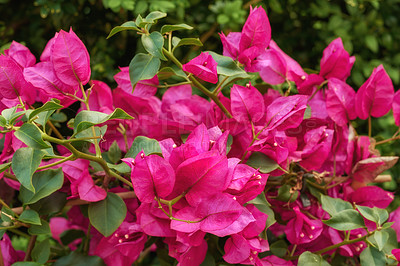 Buy stock photo A series of beautiful garden photos