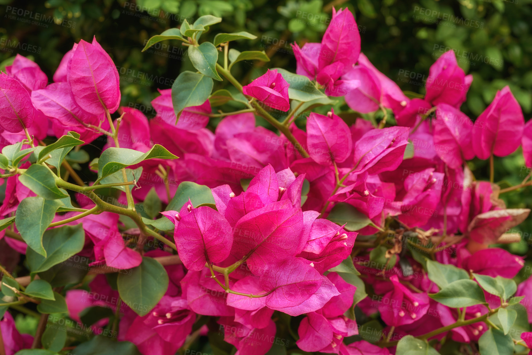 Buy stock photo A series of beautiful garden photos