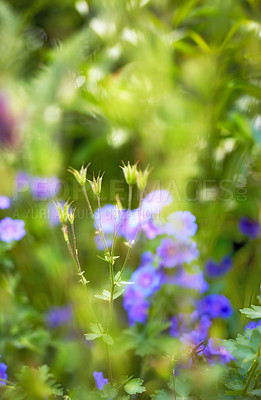 Buy stock photo A series of beautiful garden photos