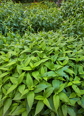 Buy stock photo A series of beautiful garden photos