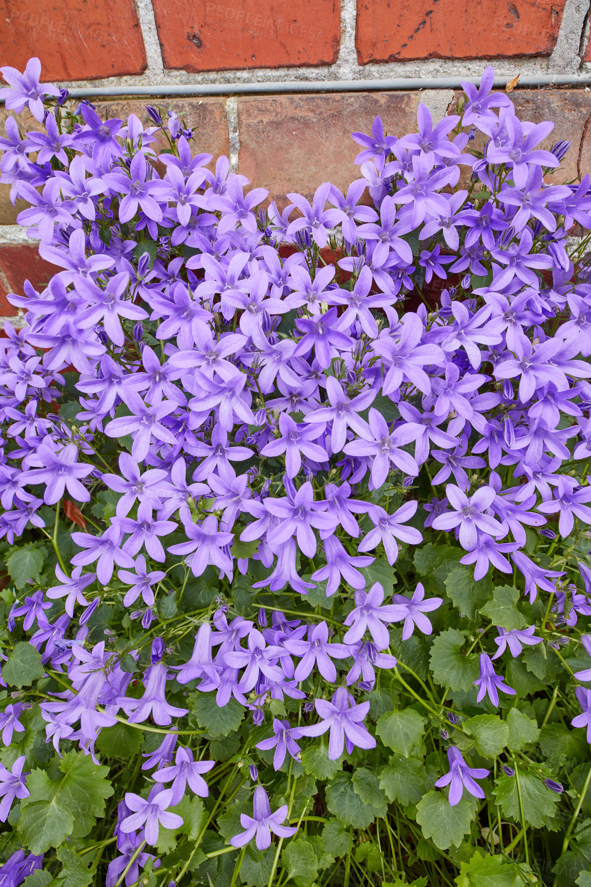 Buy stock photo A series of beautiful garden photos