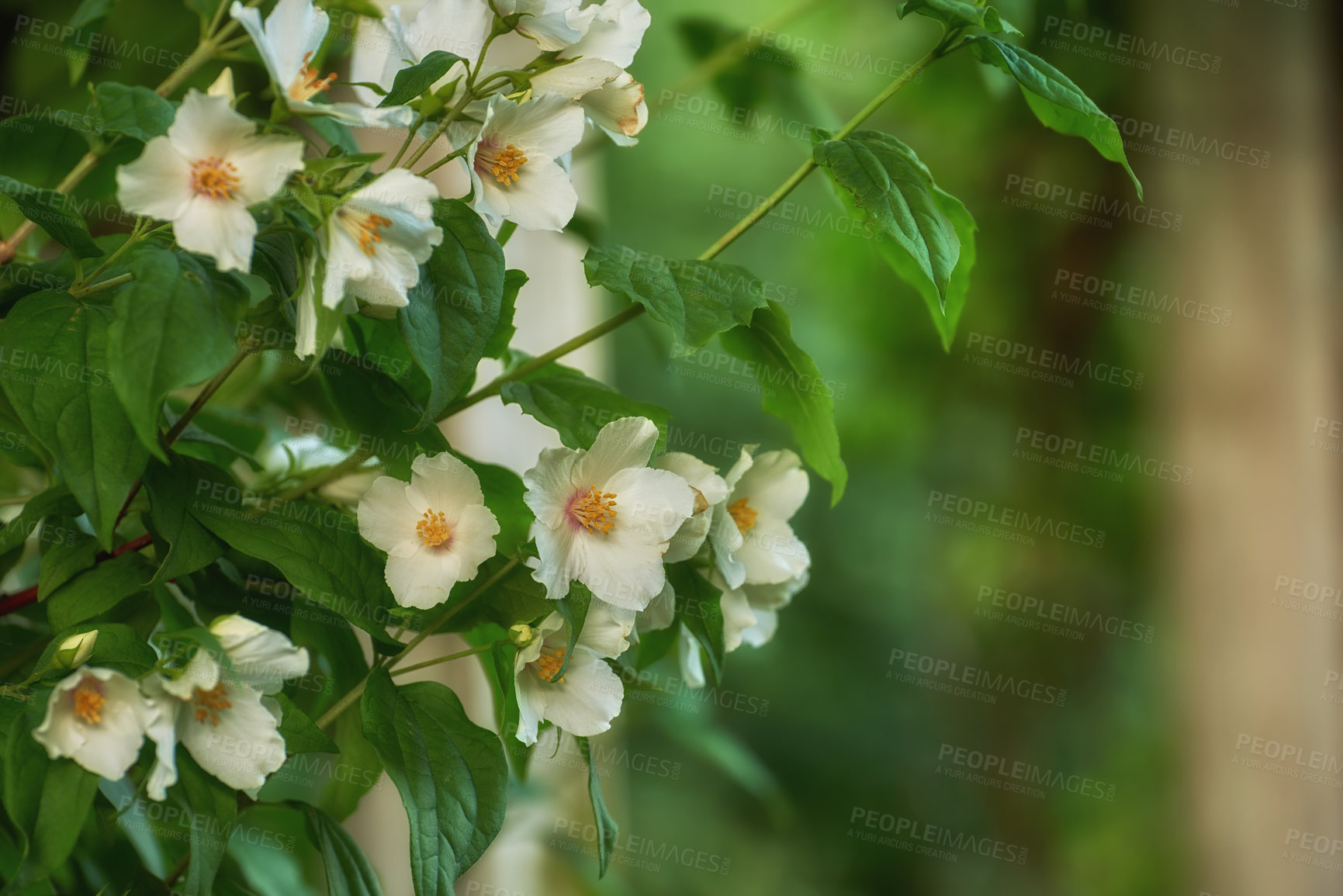 Buy stock photo A series of beautiful garden photos