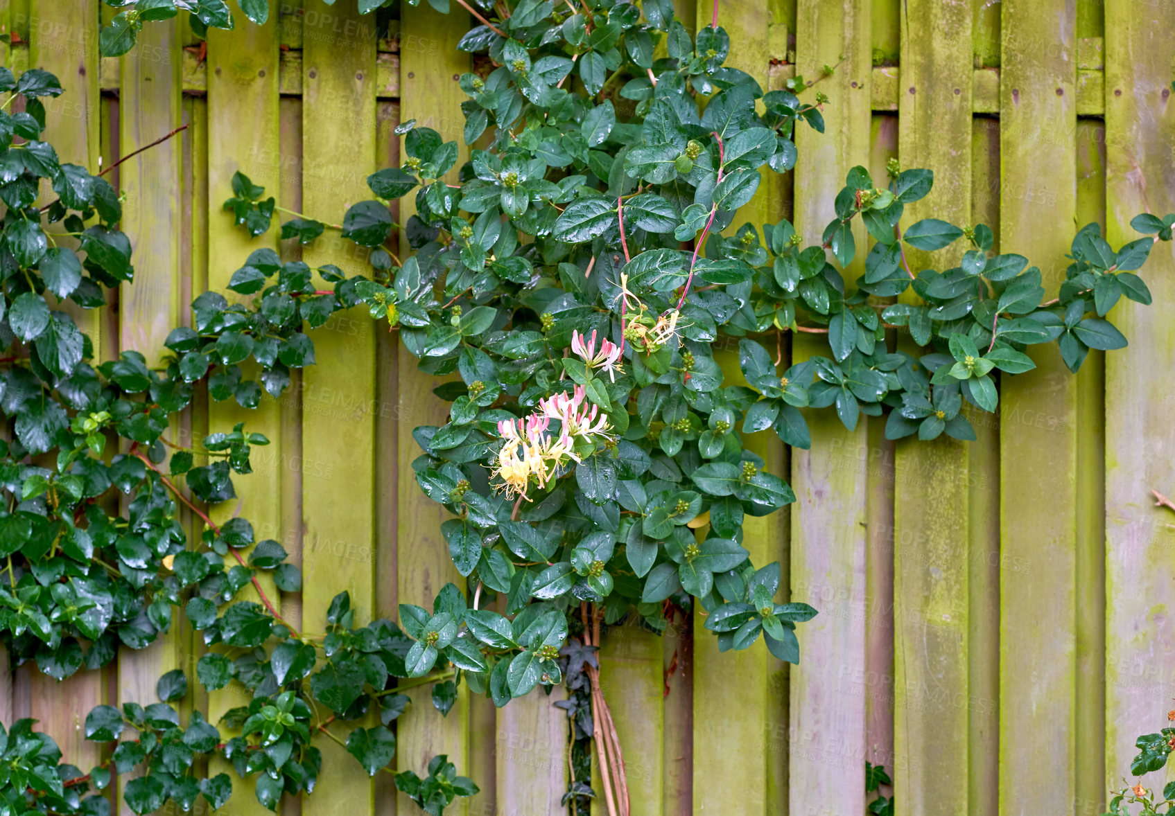 Buy stock photo A series of beautiful garden photos