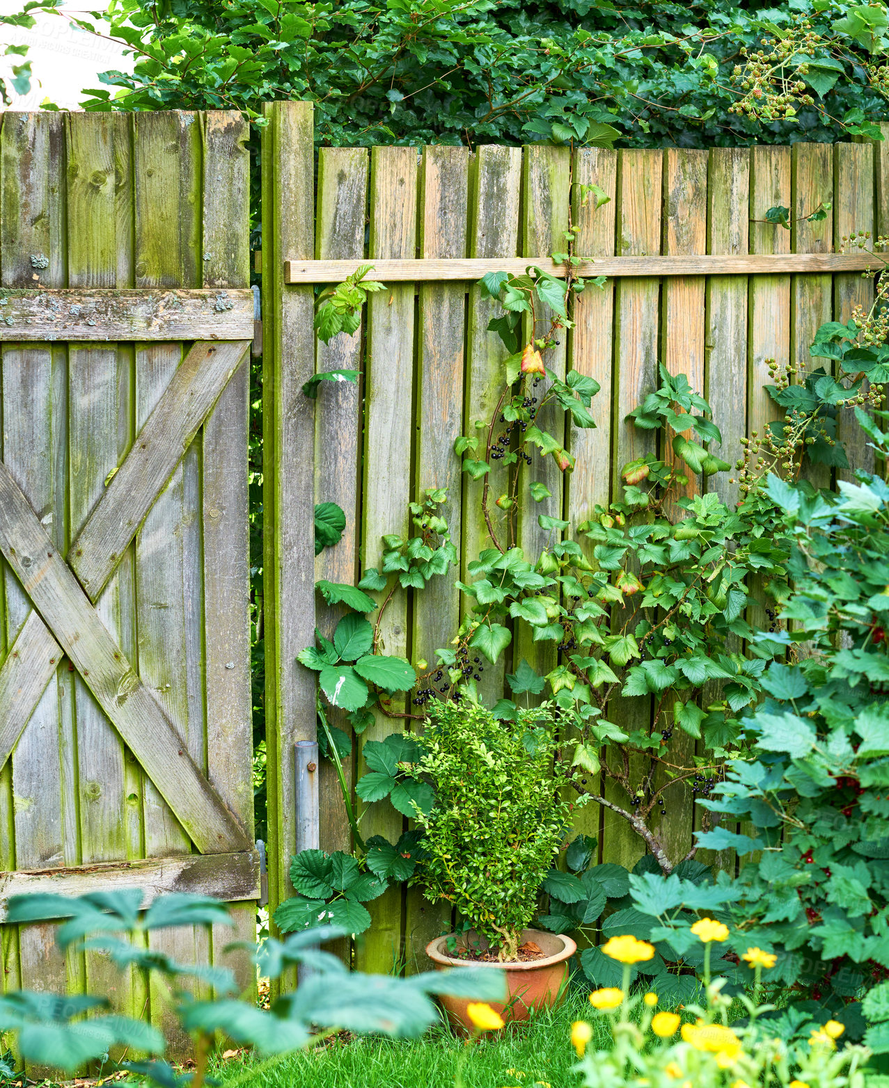 Buy stock photo A series of beautiful garden photos