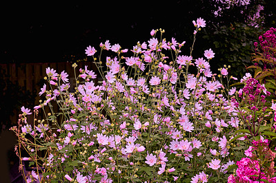 Buy stock photo A series of beautiful garden photos