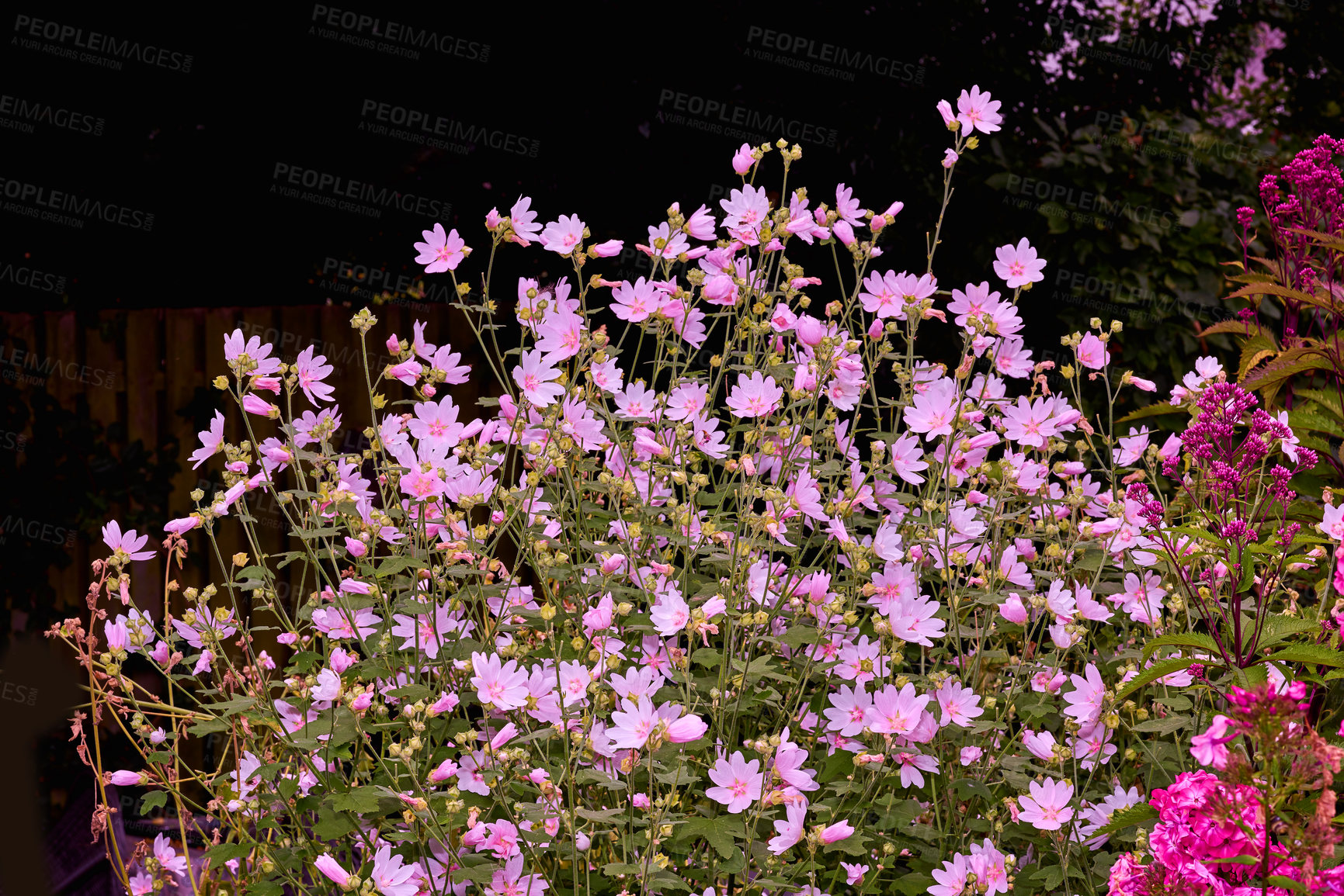 Buy stock photo A series of beautiful garden photos