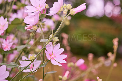 Buy stock photo A series of beautiful garden photos