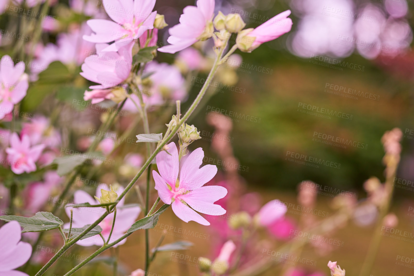 Buy stock photo A series of beautiful garden photos