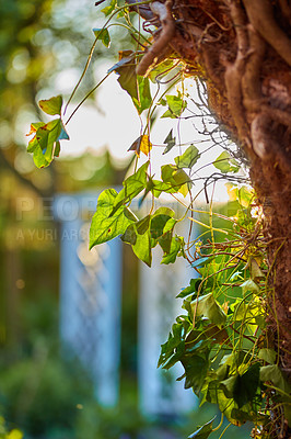 Buy stock photo A series of beautiful garden photos