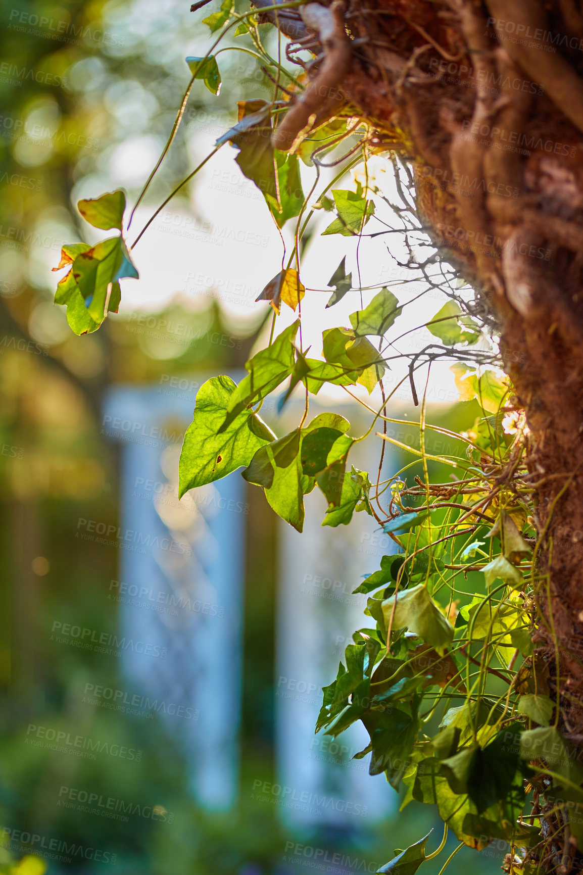 Buy stock photo A series of beautiful garden photos