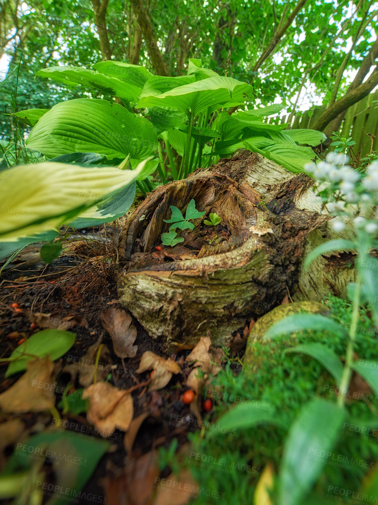 Buy stock photo A series of beautiful garden photos