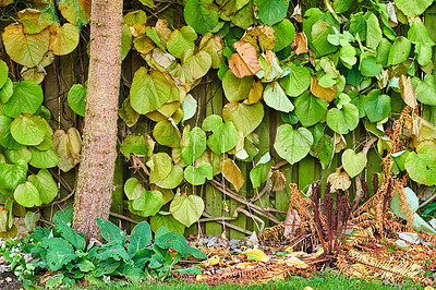 Buy stock photo A series of beautiful garden photos