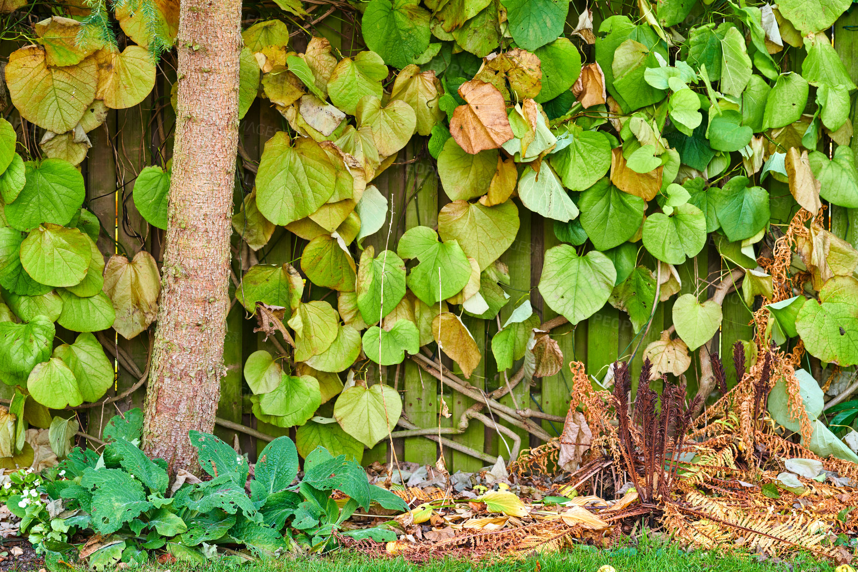 Buy stock photo A series of beautiful garden photos