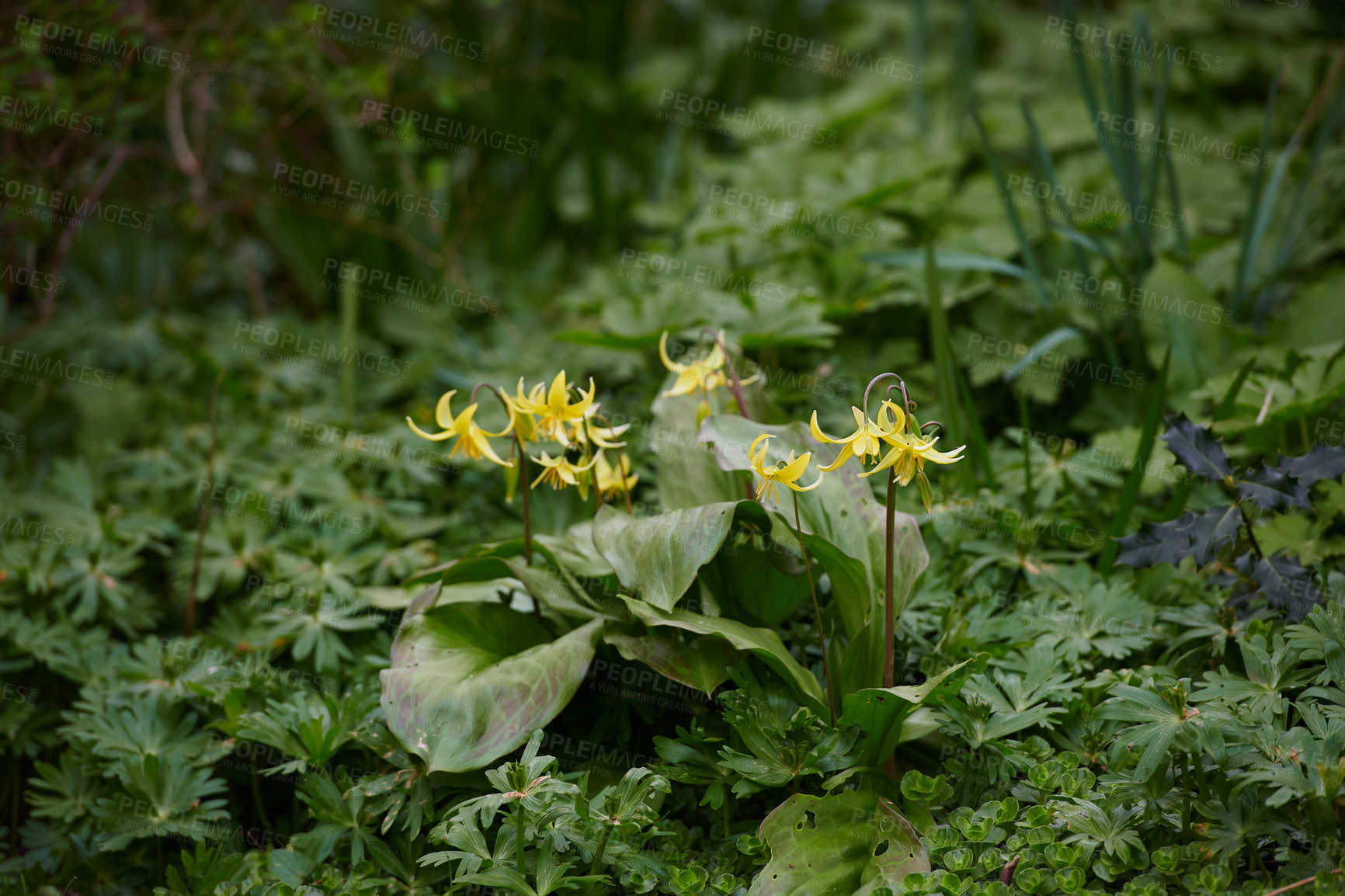 Buy stock photo A series of beautiful garden photos