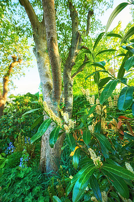 Buy stock photo A series of beautiful garden photos