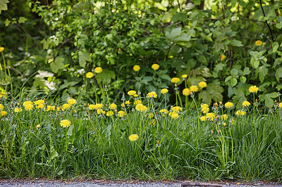 Buy stock photo A series of beautiful garden photos