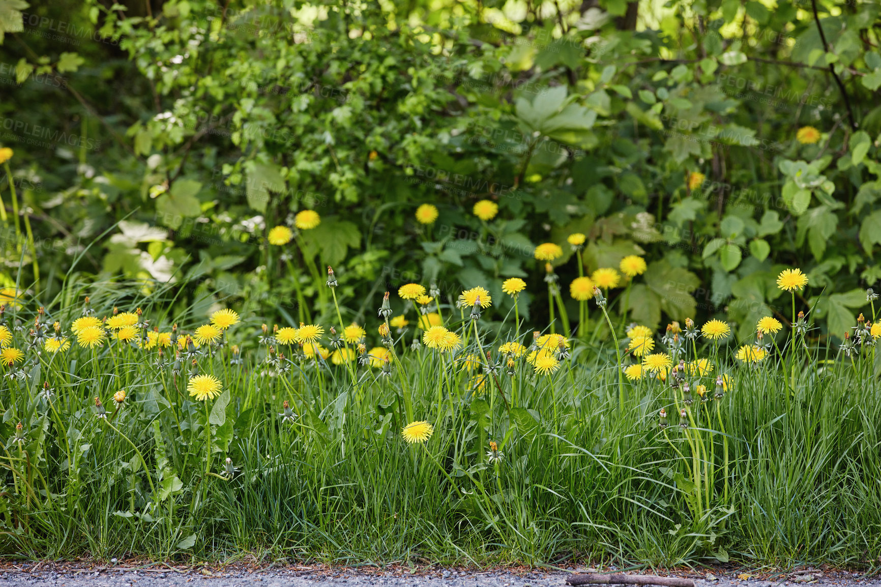 Buy stock photo A series of beautiful garden photos