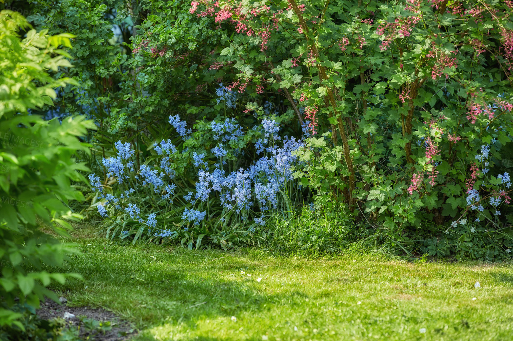 Buy stock photo A series of beautiful garden photos