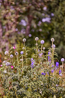 Buy stock photo A series of beautiful garden photos