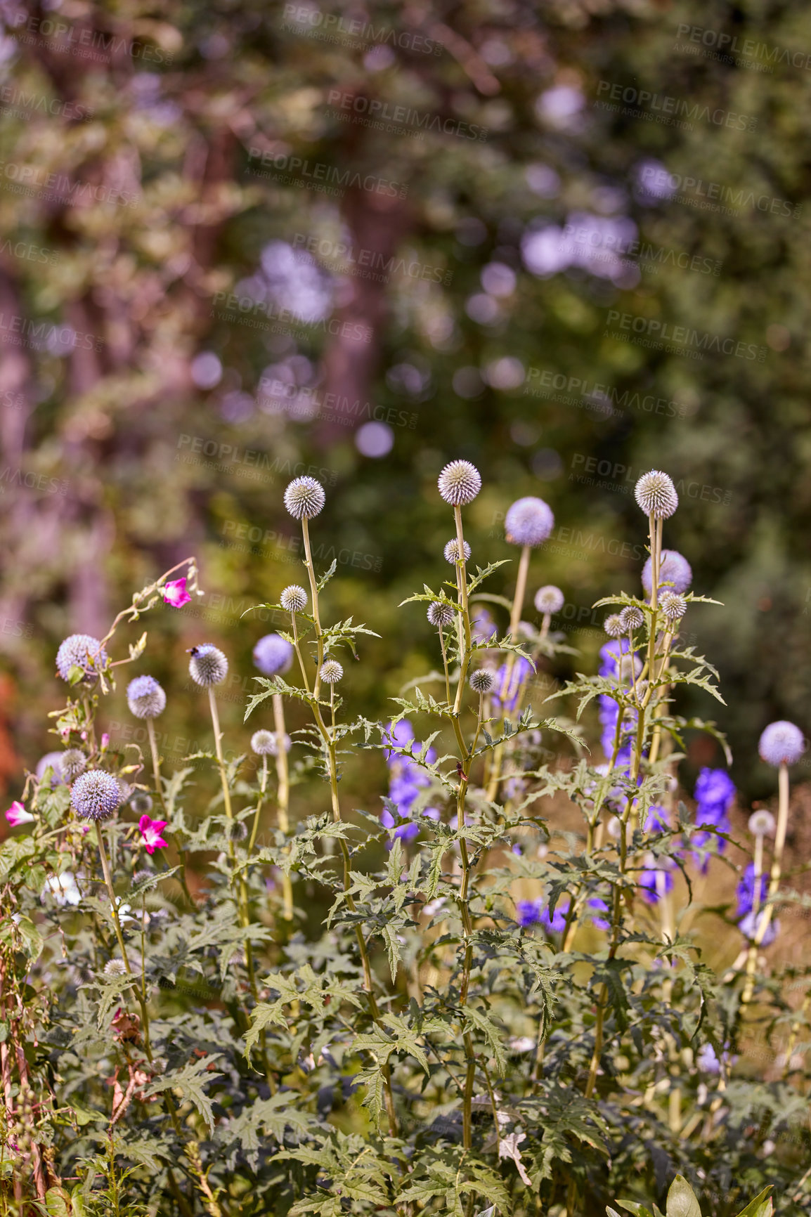 Buy stock photo A series of beautiful garden photos