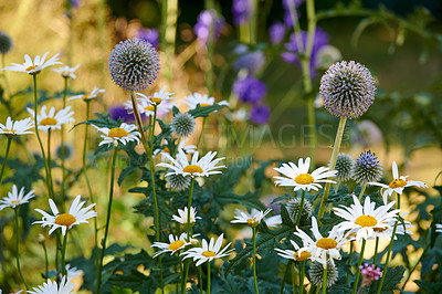 Buy stock photo A series of beautiful garden photos