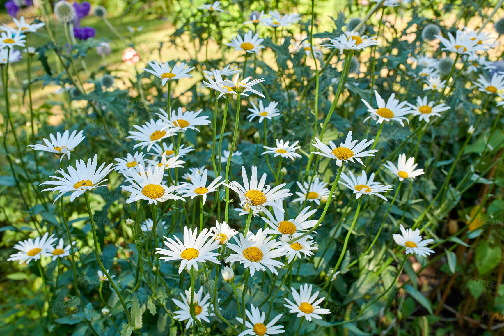 Buy stock photo Growth, flowers and nature with daisy in garden, leaves and decoration for botany with detail. Bloom, floral and plants outdoor for ecology, sustainability or eco friendly wallpaper for landscaping