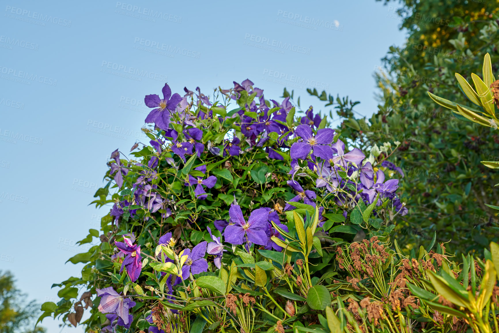 Buy stock photo A series of beautiful garden photos