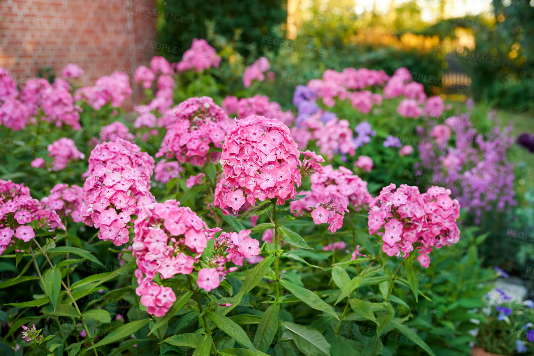 Buy stock photo A series of beautiful garden photos