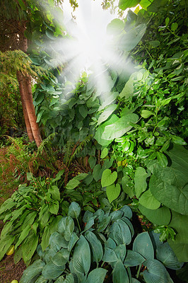 Buy stock photo A series of beautiful garden photos