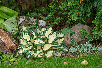 Buy stock photo A series of beautiful garden photos