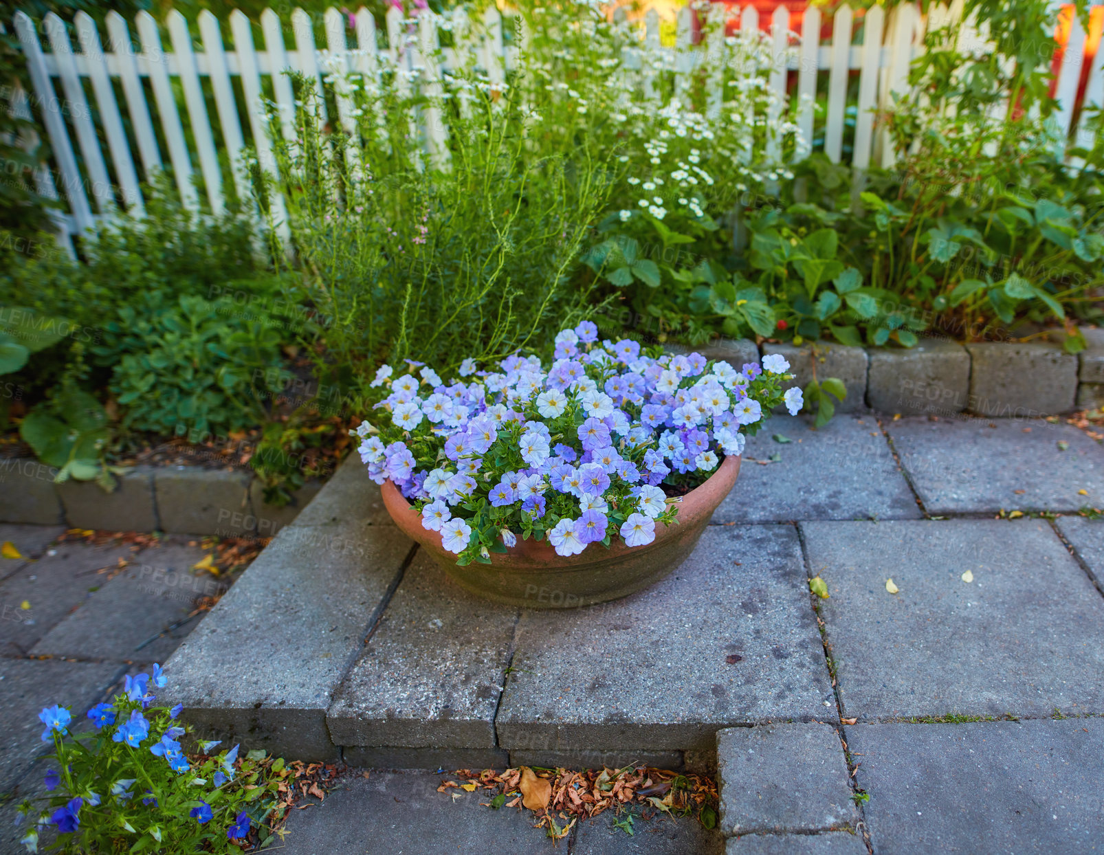 Buy stock photo A series of beautiful garden photos