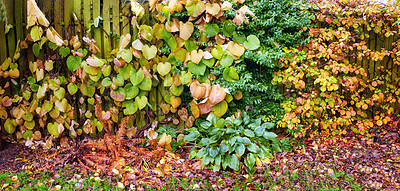 Buy stock photo A series of beautiful garden photos