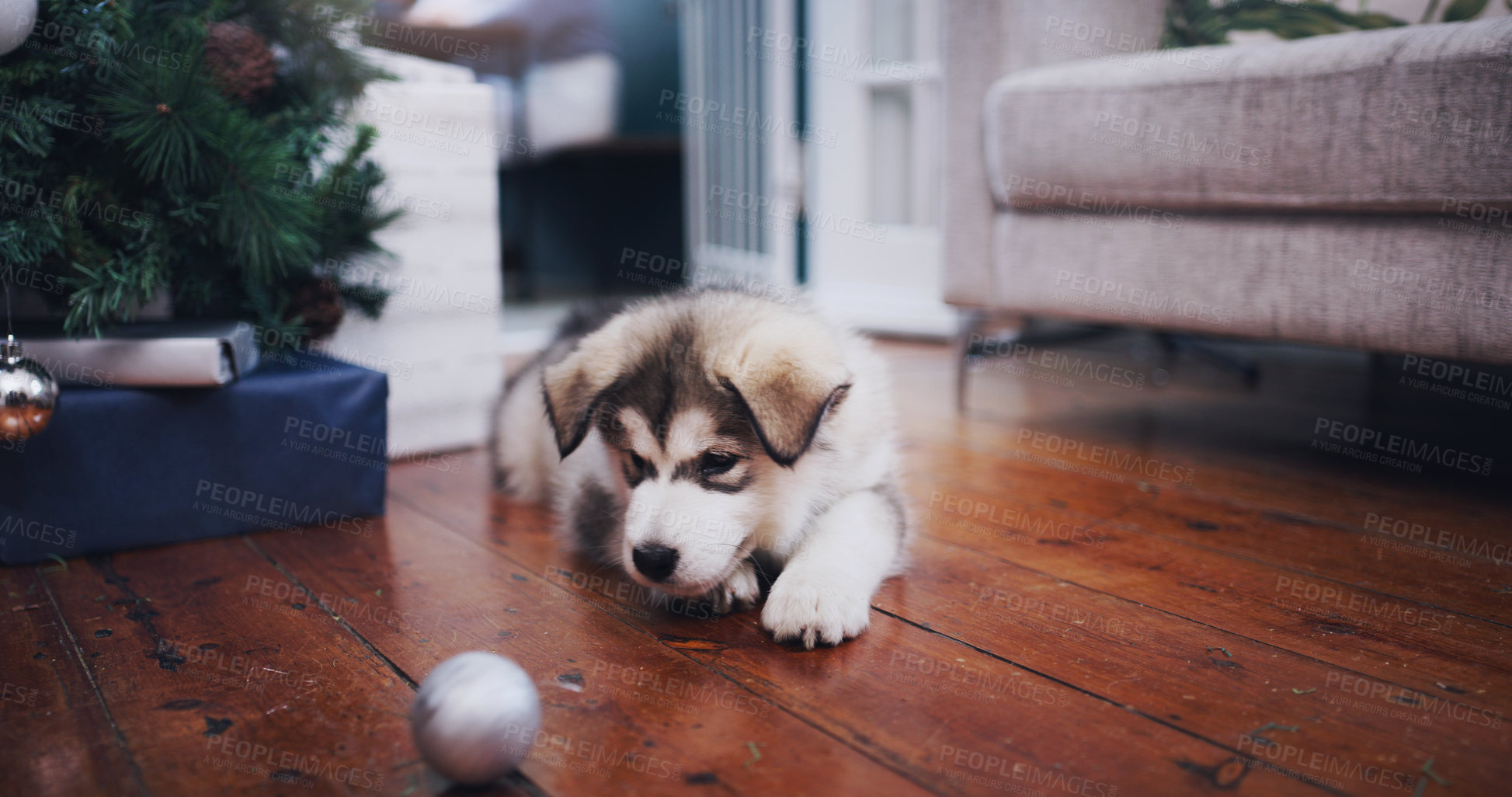 Buy stock photo Christmas, curious and husky dog in home interested in festive decoration on living room floor. Puppy, cute and traditional holiday celebration tree ornament in Vancouver, Canada house.

