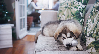Buy stock photo Dog, christmas decoration eating and home sofa with a pet husky relax during a holiday celebration. Animal, house and couch lounge with puppy calm in a living room at a social event or party