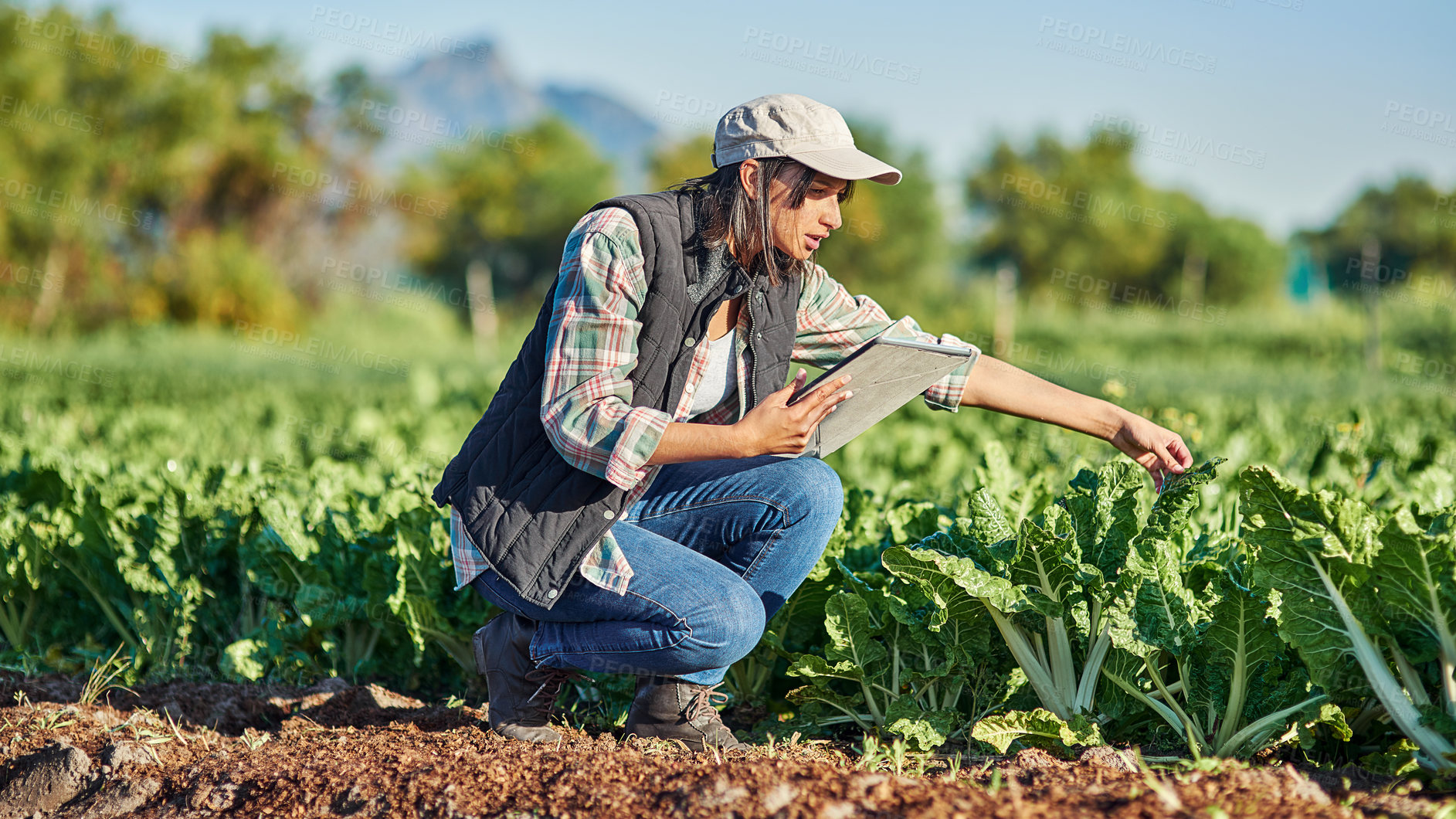 Buy stock photo Full length shot of a young female farmer using a digital tablet while inspecting crops on her farm