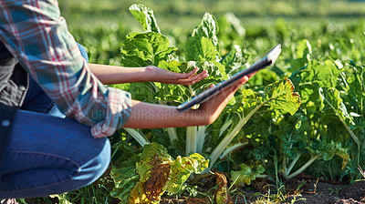 Buy stock photo Cropped shot of an unrecognizable female farmer using a digital tablet while inspecting crops on her farm