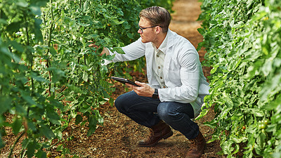 Buy stock photo Expert, professional and tablet in a greenhouse for research and innovation in agriculture. Ecology, growth and scientist on a farm with technology for analysis and farming for plants in agro.