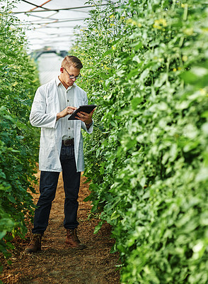 Buy stock photo Scientist, farm and digital tablet for research with plants or ecology for agro and agriculture. Expert, science and growth for farming in a greenhouse for analysis of the environment with plant.
