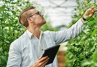 Buy stock photo Shot of a handsome young scientist using a digital tablet while studying plants and crops outdoors on a farm